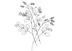 Product Image for 2024 Pinot Gris 